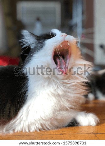 Beautiful longhaired male black and white cat yawning in the morning
