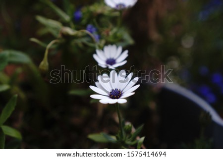 White Osteospermum flowers in a row in the garden