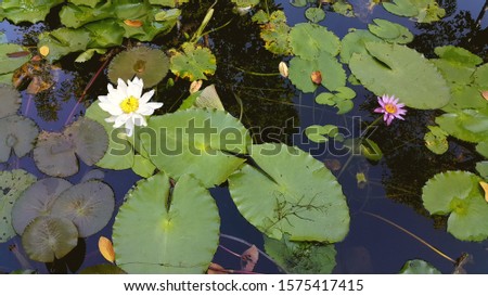 Closeup pictures of pink and white lotus flowers in a lotus pond
