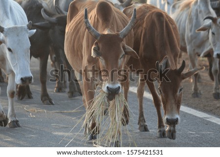 Cattle herd returning back to their sheds in eveing after grazing mouthful of grass 