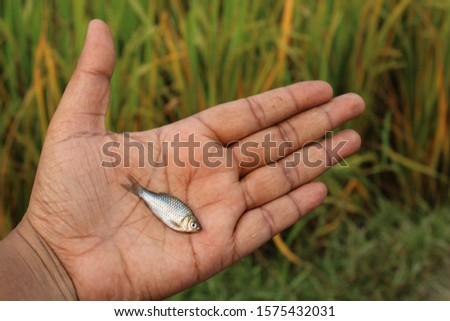 small silver fish on hand