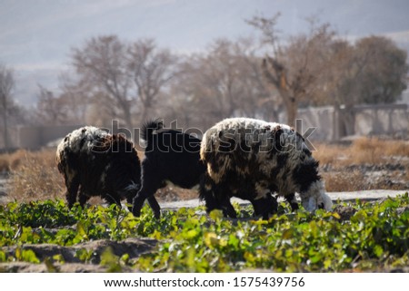 Animals eating green grass Goat and sheep grassland summer out of city