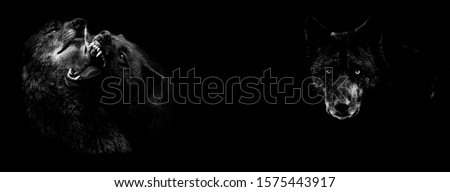 Black wolf fighting with a black background Royalty-Free Stock Photo #1575443917