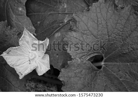 the texture of the leaves in black and white
