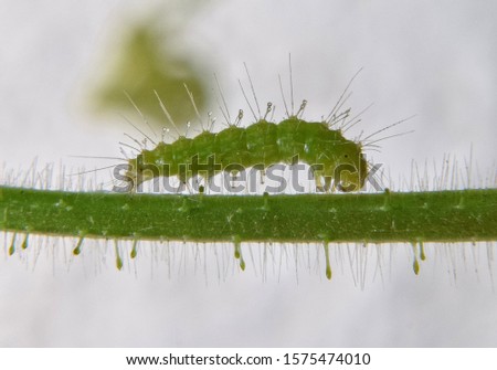 green small caterpillars on a tree branch