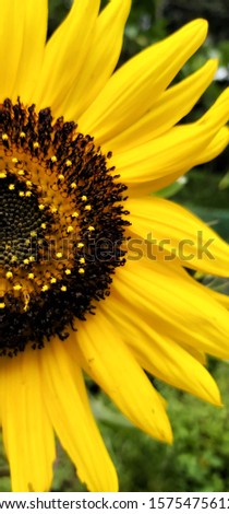 Close up picture of sunflower 