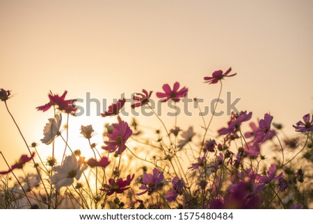 Beautiful cosmos that shines in the sunset