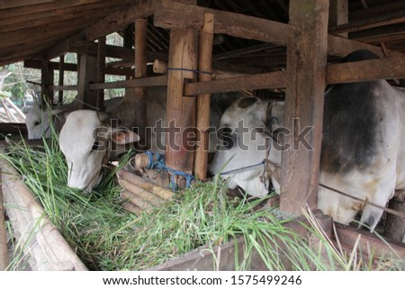 Cow stable owned by traditional farmers in the countryside. Royalty-Free Stock Photo #1575499246