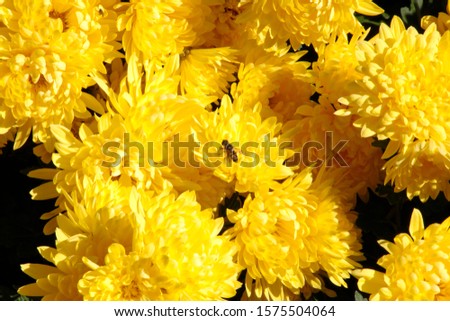 a bee sitting on a yellow chrysanthemum flower.