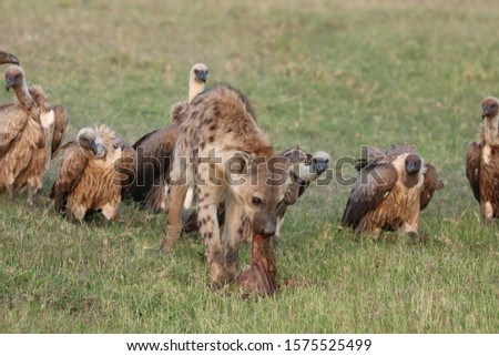 Hyena and vultures in the african savannah.