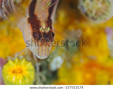 Longstriped blenny, Gestreifter Schleimfisch (Parablennius rouxi) Isle of Elba (Italy)