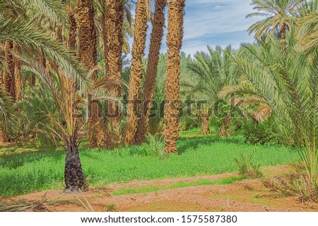 Sunny view of lucerne under palm trees in the Oulad Othmane oasis on road 9 between Agdz and Zagora