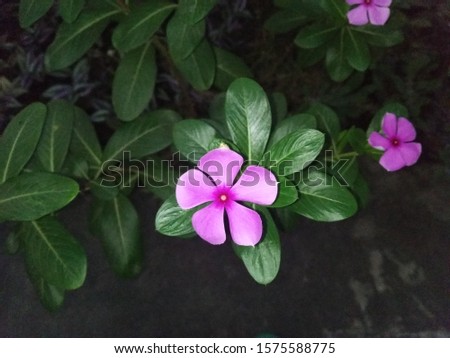 A Beautiful Pink Flower symbol of the beauty of nature