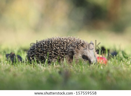 Little hedgehog looking at you in the garden