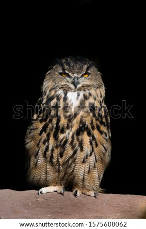 Orange eyed brown eagle owl (Bubo bubo) portrait on dark black background.