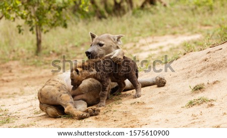 Hyena pup nursing, Kruger national park 
