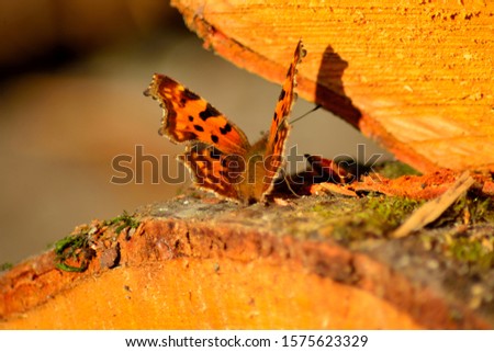 Brown butterfly sits on a gold log cut