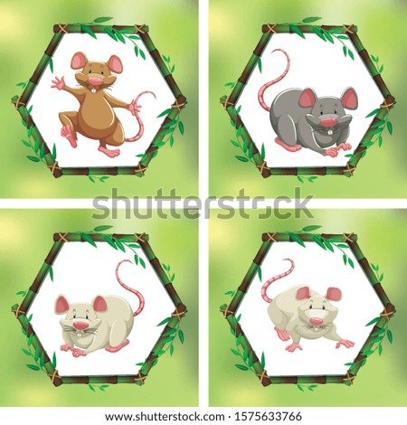 Four different rats in bamboo frames illustration
