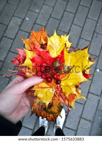 Person standing with vibrant red, yellow and orange autumn leaves in one hand with red berries laying on top.