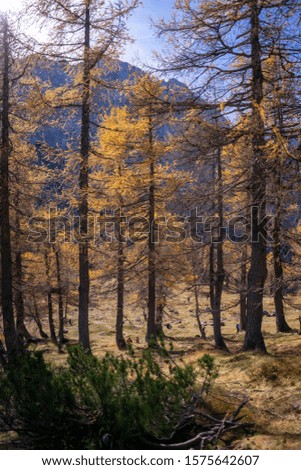 Yellow larches in the mountains