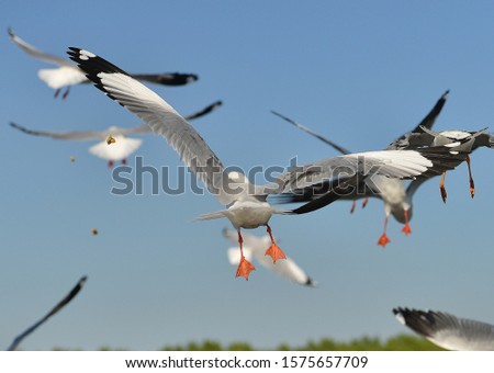 Group of seagulls flying on the blue sky background closeup.