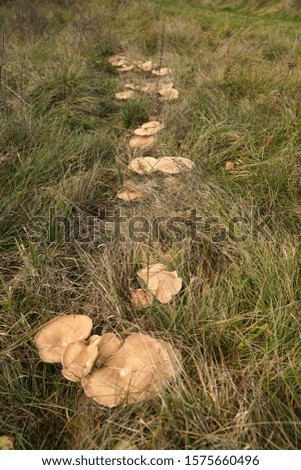 Big mushrooms in a meadow