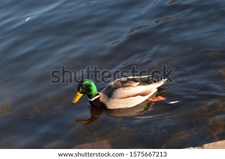Wild ducks live on a lake in a residential area of ​​Kiev