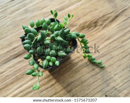 Top view of Senecio Herreianus ,string of raindrop, Succulent plant pot on wood table top background