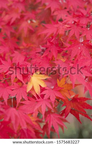 The scenery of autumn leaves in Kyoto,Japan.
