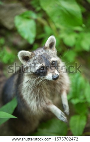 Striped raccoon with a begging stare against a background of green foliage. An animal with a begging look and supplication. Portrait of a raccoon with folded forelegs.