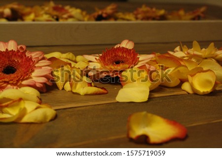 petals of roses and gerbera 
