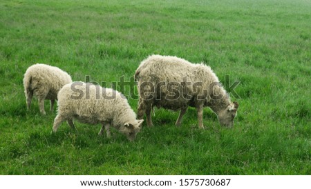 Grass-eating sheep, idyllic landscape with farm animals