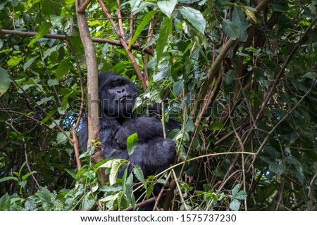 Mountain gorilla feeding on a tree. Virunga National Park.