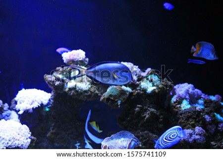Sohal Tang (Acanthurus sohal) swimming in aquarium tank.