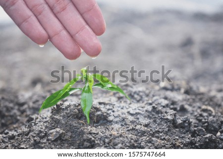 People growing tree,Watering plants and planting trees