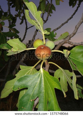 fresh figs on the tree