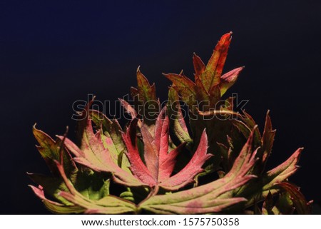 colorful autumn leaves in moody lights and shadows ,moody screensaver or desktop wallpaper