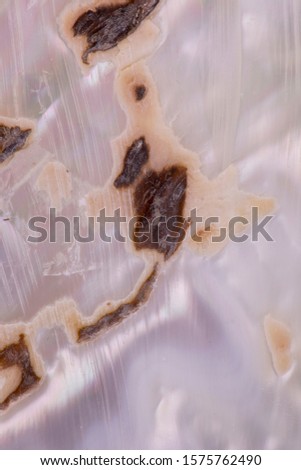 
Macro Photo for Oyster Shell Pattern