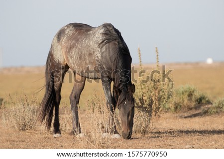 HORSE AT SANLUCAR CADIZ SPAIN
