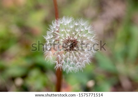 A dandelion blooming in nature