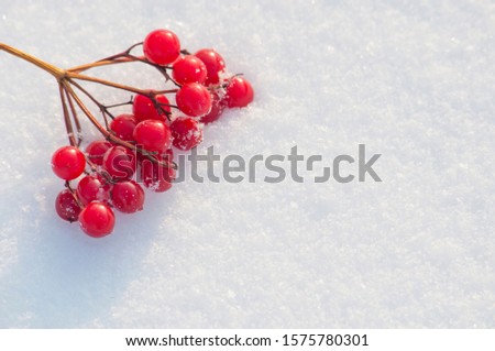 branch with red berries on white snow in the upper right corner of the image top view