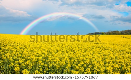 Yellow mustard field landscape industry of agriculture with rainbow - Germany Royalty-Free Stock Photo #1575791869