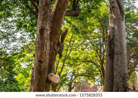 Squirrel feeding from a coconut in Ayutthaya, Thailand
