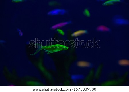 Nice green neon danio fish in freshwater aquarium 