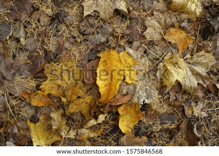 Yellow orange leaves on a brown background of leaves and conifer needles