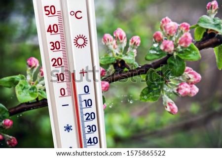 The thermometer on the background of a branch of apple trees with buds shows 15 degrees of heat