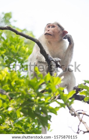 The curious Indian bonnet macaque Monkey is lost deep in thought sitting high in a tree in Courtallam, Tamil Nadu