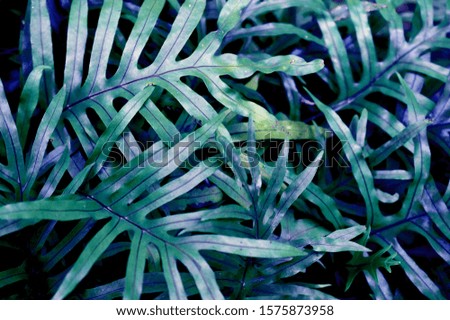 Different abstract colouring of the Fern plant leaves - background