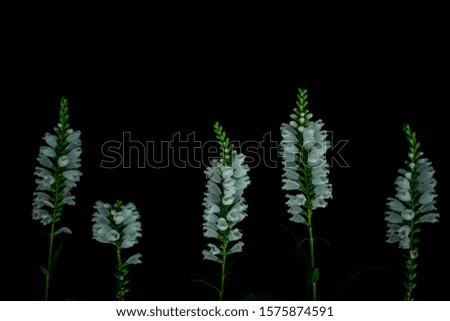Flowers on the black background