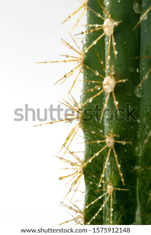 Cactus in close-up on white background